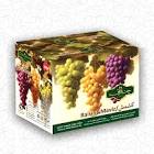 کشمش پلو فله اعلا-کارتن۸ و ۹کیلو